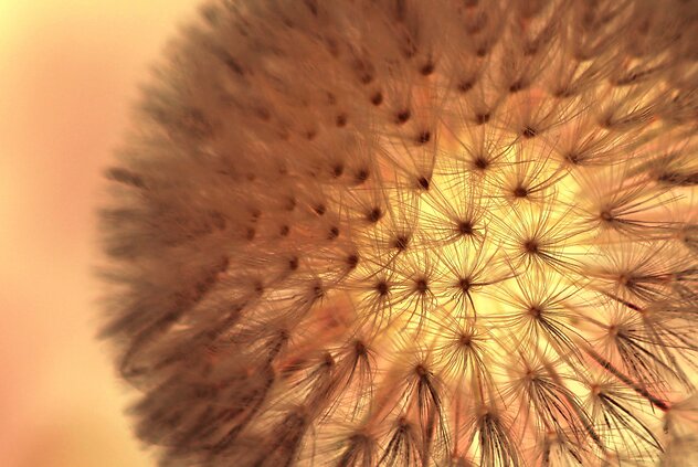 Reflexology for Fertility. Dandelion