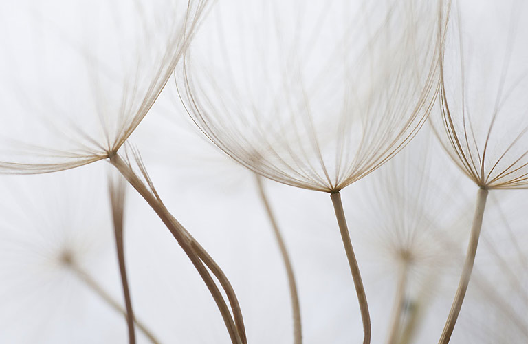 Reflexology for Fertility. dandelion-2-fw