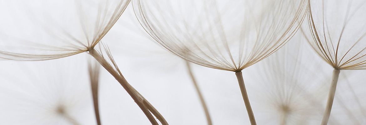Reflexology for Fertility. dandelion-2-he
